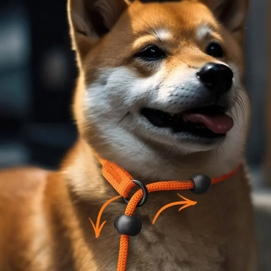 No-Pull Slip Training Leash with Built-in Collar & Double Handle